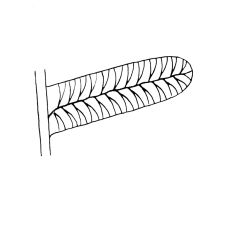 Pecopteroid
